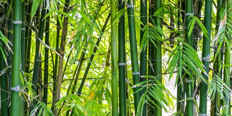 Everything you need to know about bamboo fiber.