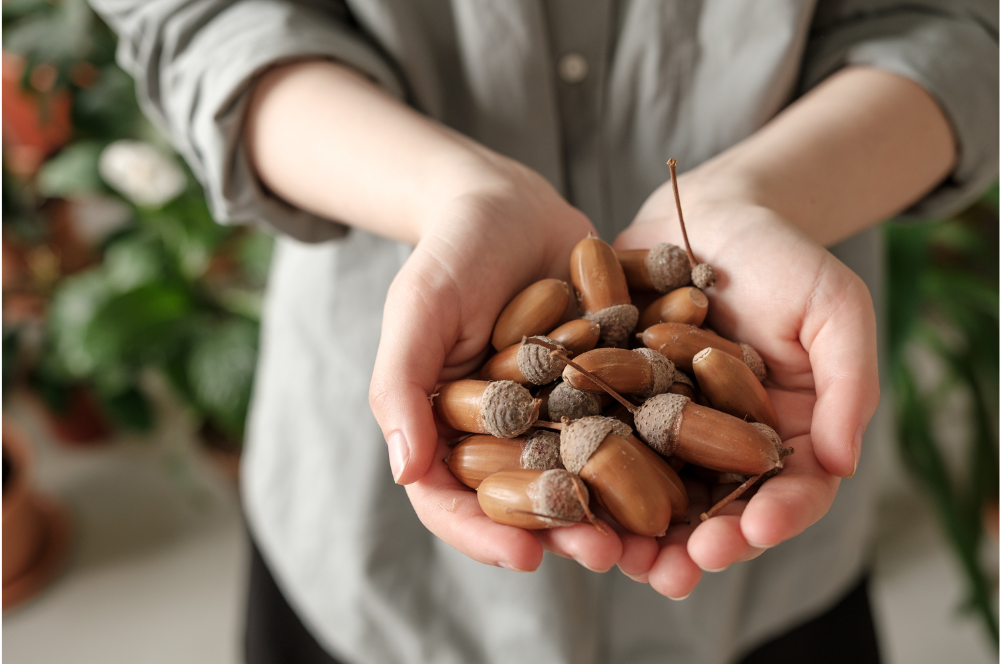 how-to-use-acorn-flour