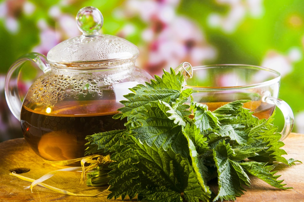 What is nettle tea good for? 