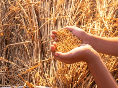 Ancient grains: what they are, benefits, and how to use them